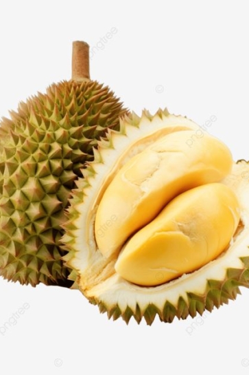 SẦU RIÊNG